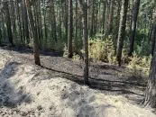 В Барнауле с помощью системы «Лесохранитель» оперативно выявили и потушили возгорание в лесном массиве