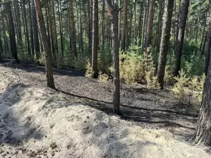 В Барнауле с помощью системы «Лесохранитель» оперативно выявили и потушили возгорание в лесном массиве